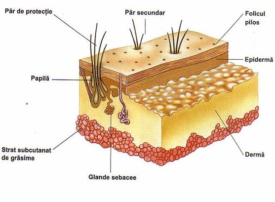 structura pielii